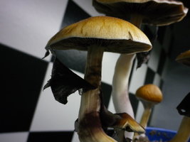 cosmik-tbht-cr-mr63.jpg