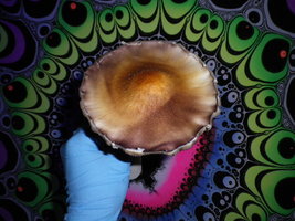 cosmik-mex-tap-comb-mdk34.jpg