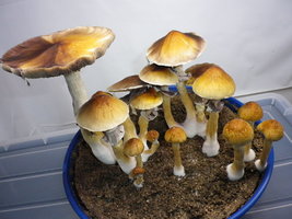 cosmik-mex-tap-comb-mdk38.jpg