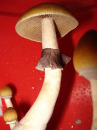 lupelius-cam01.jpg