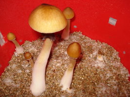lupelius-cam02.jpg