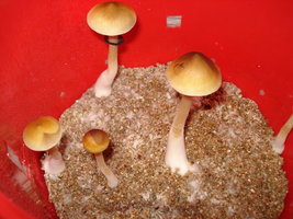 lupelius-cam03.jpg