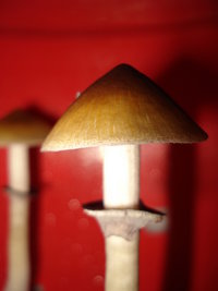 lupelius-cam04.jpg