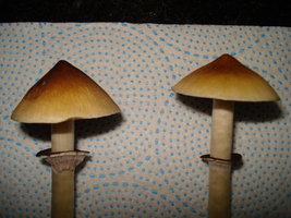 lupelius-cam05.jpg