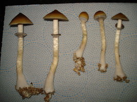 lupelius-cam06.jpg
