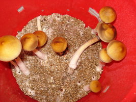 lupelius-cam07.jpg