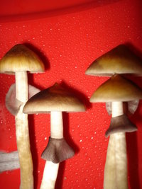 lupelius-cam08.jpg