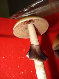 lupelius-cam09.jpg
