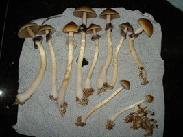 lupelius-cam10.jpg