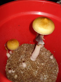 lupelius-cam11.jpg