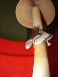 lupelius-cam12.jpg