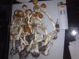 lupelius-gt-mdk-tks03.jpg