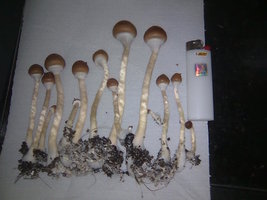 lupelius-gt-mdk-tks06.jpg