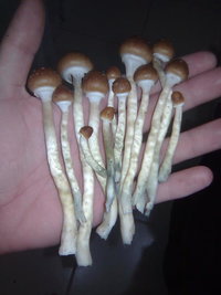lupelius-gt-mdk-tks07.jpg