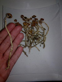 lupelius-gt-mdk-tks13.jpg