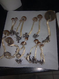 lupelius-gt-mdk-tks15.jpg