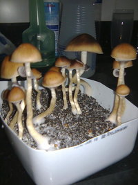 lupelius-gt-mdk-tks16.jpg