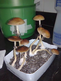 lupelius-gt-mdk-tks17.jpg