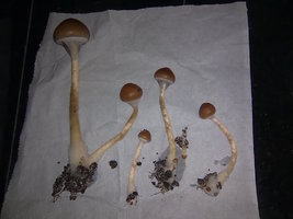lupelius-gt-mdk-tks18.jpg