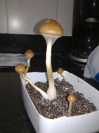 lupelius-gt-mdk-tks19.jpg