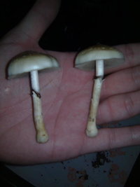 lupelius-gt-mdk-tks20.jpg
