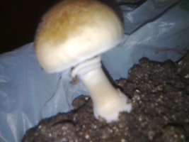 lupelius-gt-mdk-tks21.jpg