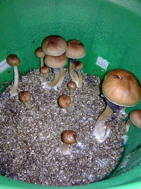 lupelius-gt-mdk-tks27.jpg