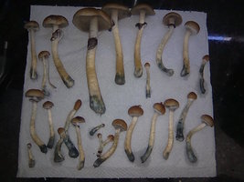lupelius-gt-mdk-tks28.jpg