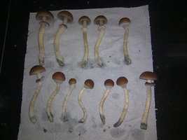 lupelius-gt-mdk-tks30.jpg