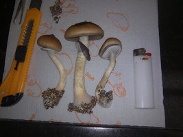 lupelius-gt-mdk-tks31.jpg