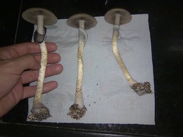 lupelius-gt-mdk-tks33.jpg