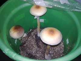Golden Teacher 1º cultivo - MDK 1º - TKS 1º