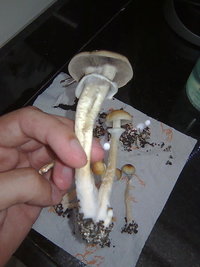 lupelius-gt-mdk-tks38.jpg