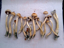 lupelius-gt-mdk-tks40.jpg
