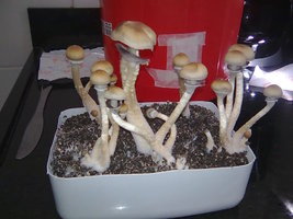 lupelius-gt-mdk-tks42.jpg