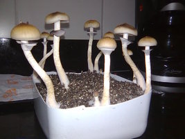 lupelius-gt-mdk-tks45.jpg