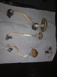 lupelius-gt-mdk-tks47.jpg