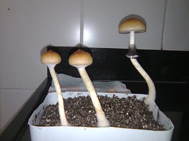 lupelius-gt-mdk-tks59.jpg