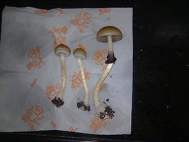 lupelius-gt-mdk-tks60.jpg
