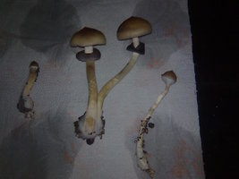 lupelius-gt-mdk-tks61.jpg