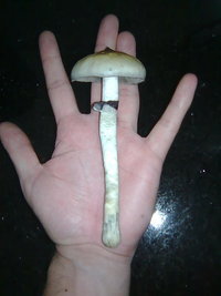 lupelius-gt-mdk-tks64.jpg