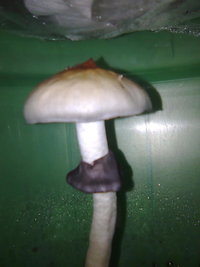 lupelius-gt-mdk-tks66.jpg