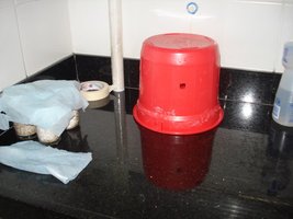 lupelius_mex-tapalpa01.jpg