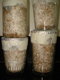 lupelius_mex-tapalpa02.jpg
