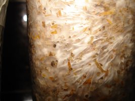 lupelius_mex-tapalpa03.jpg