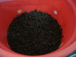 lupelius_mex-tapalpa06.jpg