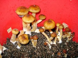 lupelius_mex-tapalpa08.jpg