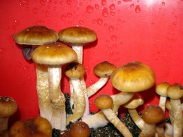 lupelius_mex-tapalpa09.jpg