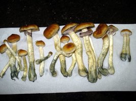 lupelius_mex-tapalpa10.jpg