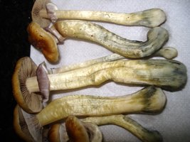 lupelius_mex-tapalpa11.jpg